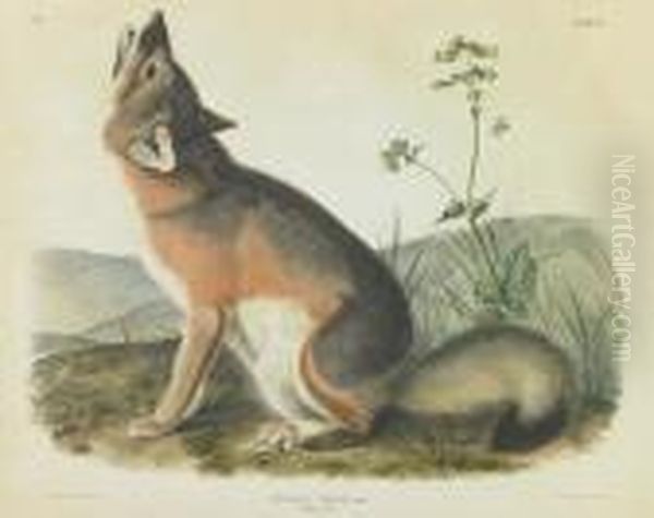 Swift Fox Oil Painting by John James Audubon