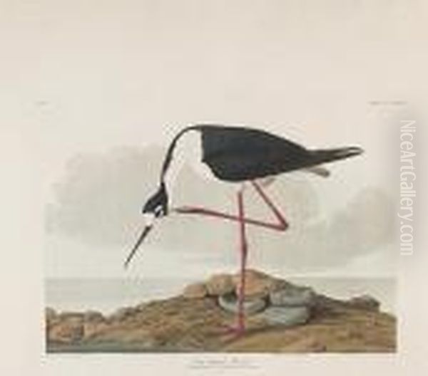 Long-legged Avocet Oil Painting by John James Audubon