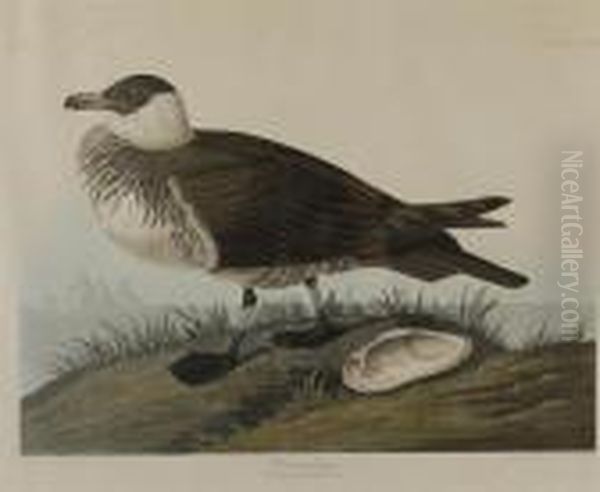 Pomarine Jager Oil Painting by John James Audubon