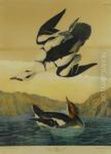 Smew Or White Nun Oil Painting by John James Audubon