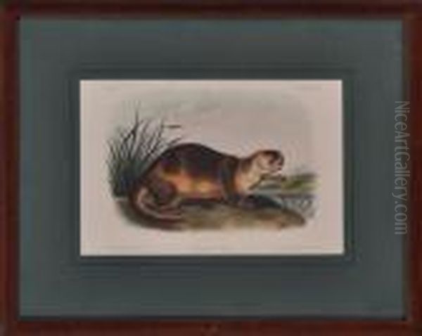 Canada Otter Oil Painting by John James Audubon