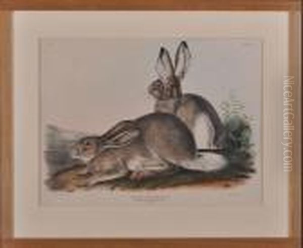 Lepus Townsendii Oil Painting by John James Audubon