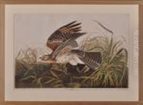 Winter Hawk Oil Painting by John James Audubon