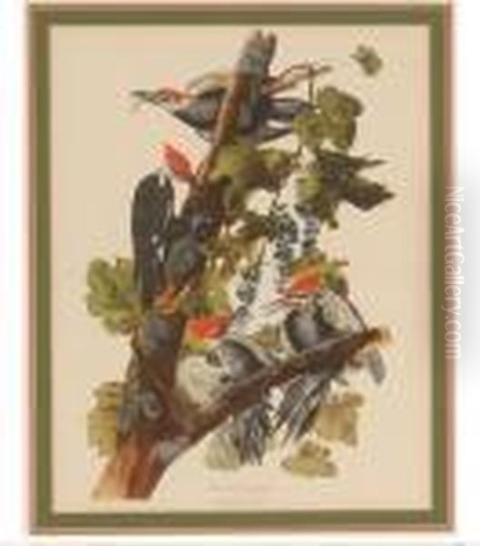 Pileated Woodpecker Oil Painting by John James Audubon