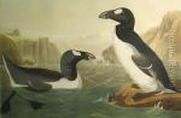 Great Auk Oil Painting by John James Audubon