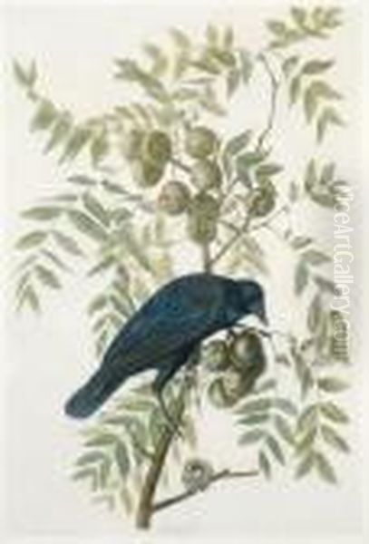 American Crow Oil Painting by John James Audubon