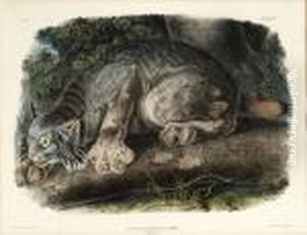 Canada Lynx Oil Painting by John James Audubon