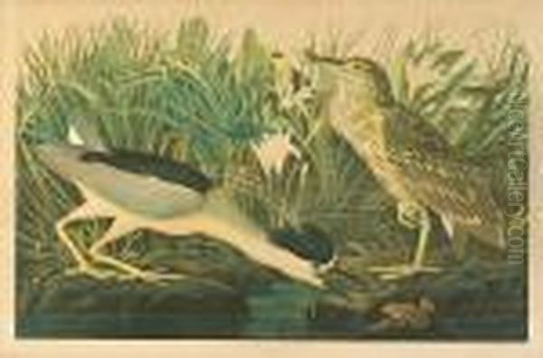 Night Heron Or Qua Bird Oil Painting by John James Audubon