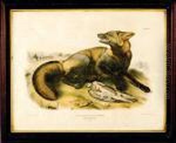 American Cross Fox Oil Painting by John James Audubon