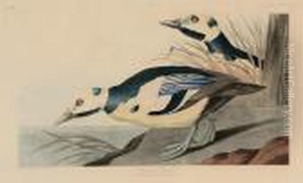 Western Duck Oil Painting by John James Audubon