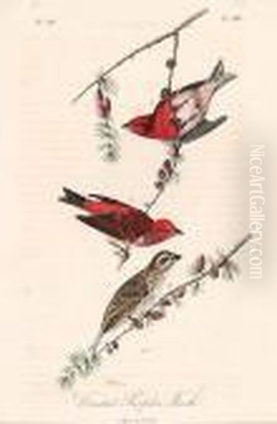 Purple Crested Finch Oil Painting by John James Audubon