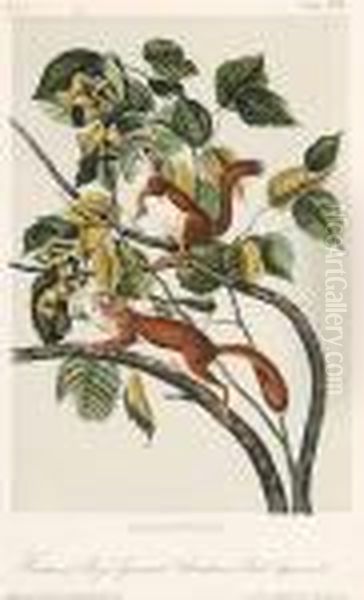 Hudson Bay Squirrel - Chickaree Red Squirrel Oil Painting by John James Audubon