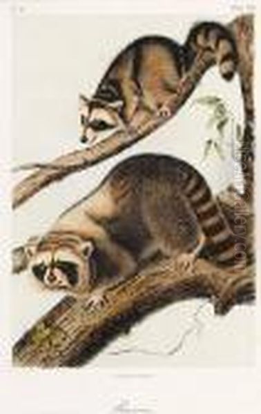 Raccoon Oil Painting by John James Audubon