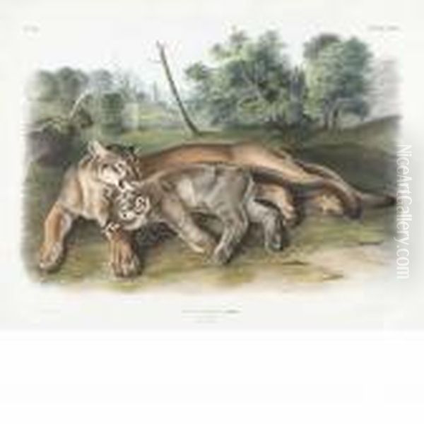 The Cougar, Female And Young Oil Painting by John James Audubon