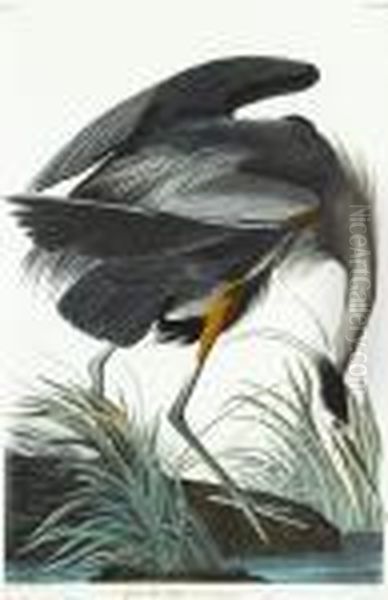 Untitled Oil Painting by John James Audubon