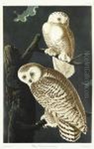 Snowy Owl. Oil Painting by John James Audubon