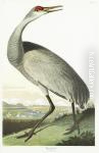 Hooping Crane Oil Painting by John James Audubon