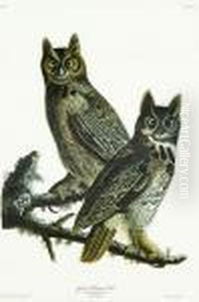 Great Horned Owl Oil Painting by John James Audubon