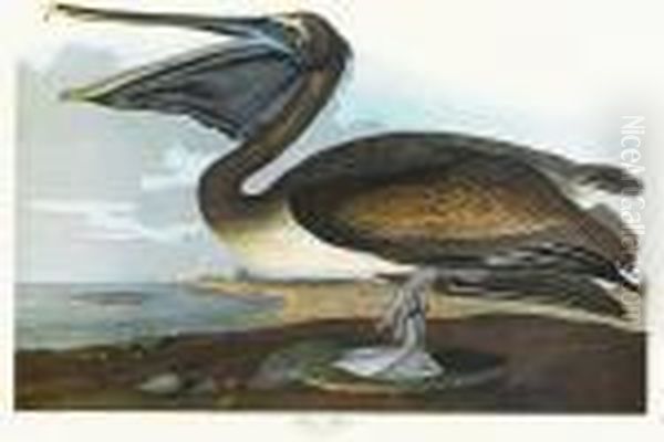 Brown Pelican Oil Painting by John James Audubon