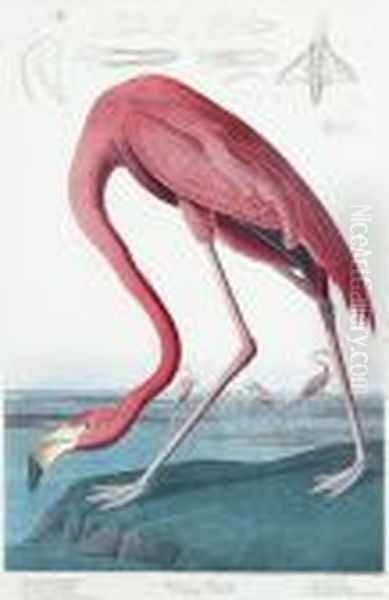 American Flamingo Oil Painting by John James Audubon