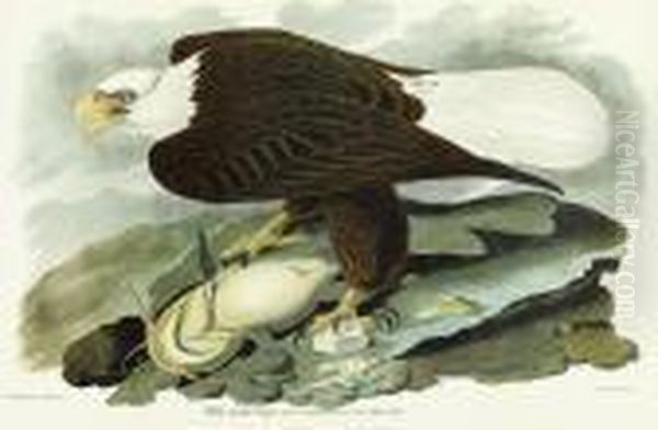 White-headed Eagle Oil Painting by John James Audubon