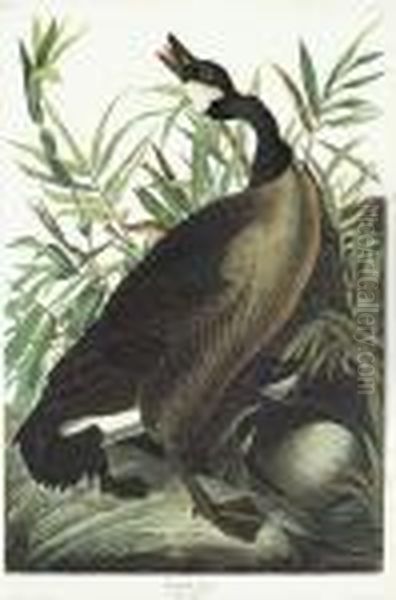 Canada Goose Oil Painting by John James Audubon