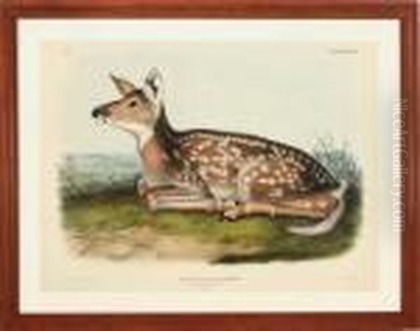 Common American Deer Oil Painting by John James Audubon