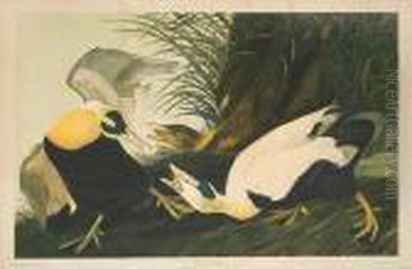 Eider Duck Oil Painting by John James Audubon