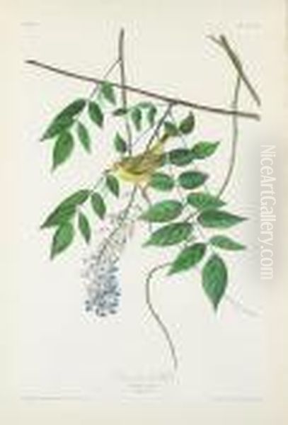 Blue And Yellow Warbler Oil Painting by John James Audubon