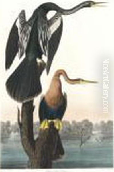 Black-bellied Darter (plate Cccxvi) Oil Painting by John James Audubon