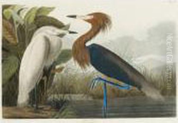 Purple Heron (plate Cclvi) Oil Painting by John James Audubon