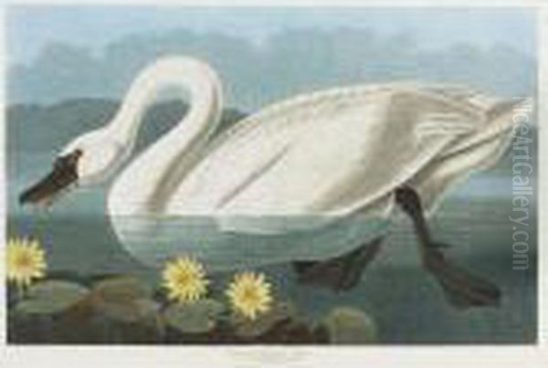 Common American Swan (plate Ccccxi) Oil Painting by John James Audubon