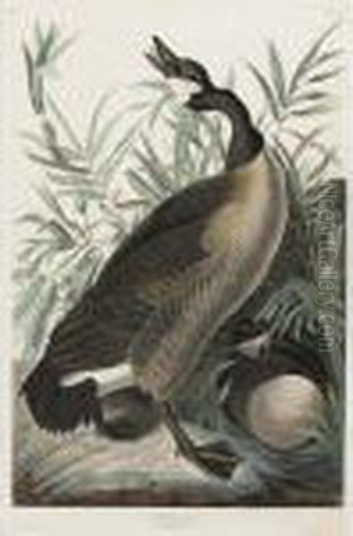 Canada Goose (plate Cci) Oil Painting by John James Audubon