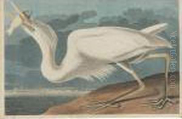 Great White Heron (plate Cclxxxi) Oil Painting by John James Audubon