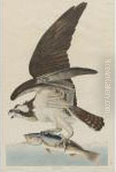 Fish Hawk (plate 81) Oil Painting by John James Audubon