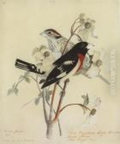 Rose-breasted Grosbeak Oil Painting by John James Audubon