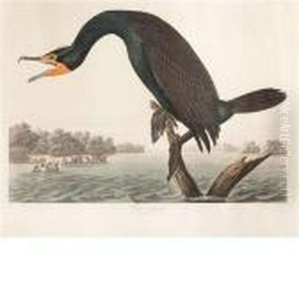 Florida Cormorant Oil Painting by John James Audubon