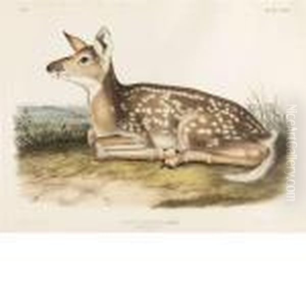 Common American Deer Oil Painting by John James Audubon