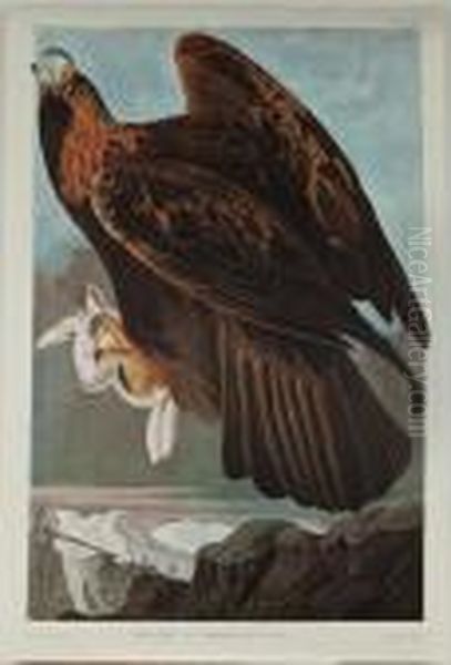 Golden Eagle Oil Painting by John James Audubon