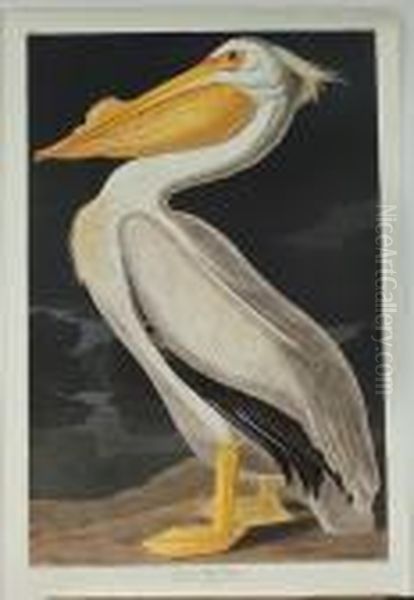 American White Pelican Oil Painting by John James Audubon