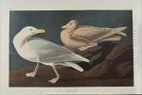 Burgomaster Gull' Oil Painting by John James Audubon