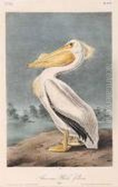 American White Pelican Oil Painting by John James Audubon