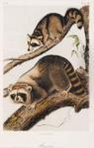 Racoon Oil Painting by John James Audubon