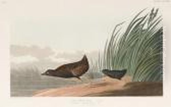 Least Water-hen Oil Painting by John James Audubon