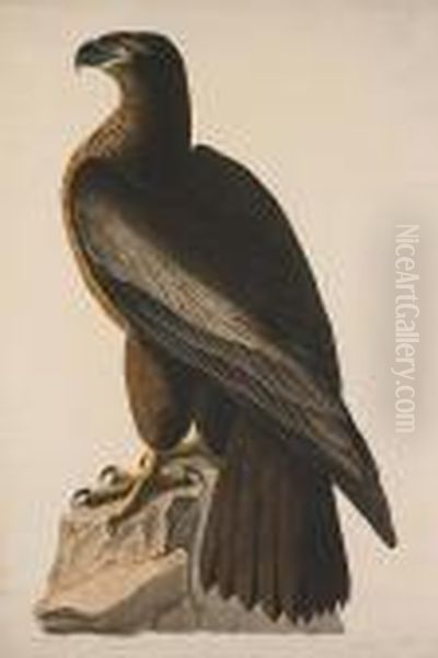 Bird Of Washington, Or Great American Sea Eagle. Falco Washingtoniensis-male Oil Painting by John James Audubon