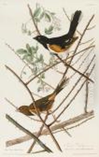 Towee Bunting. Fringilla Erythropthalma Oil Painting by John James Audubon