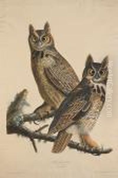 Great Horned-owl. Strix Virginiana. (pl. 61) Oil Painting by John James Audubon