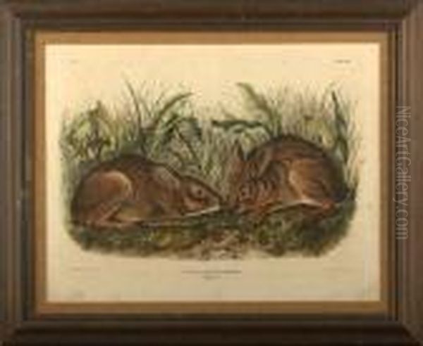 Marsh Hare Oil Painting by John James Audubon