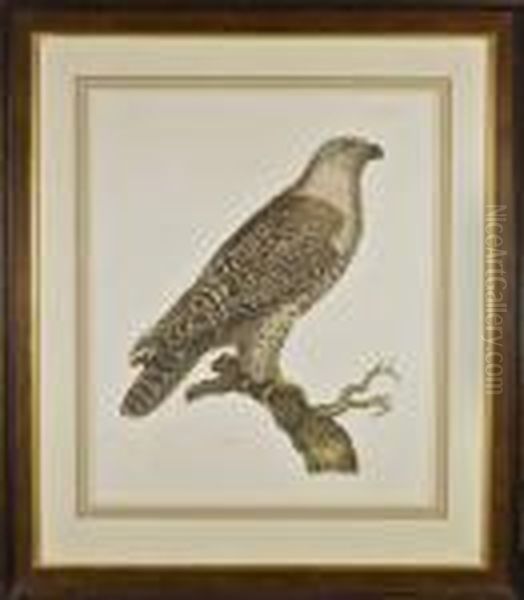 Ornithological Print Of A Falcon Oil Painting by John James Audubon