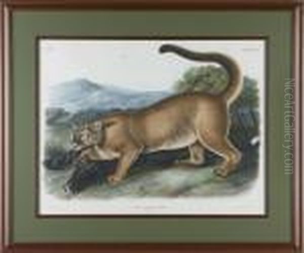 Male Cougar Oil Painting by John James Audubon